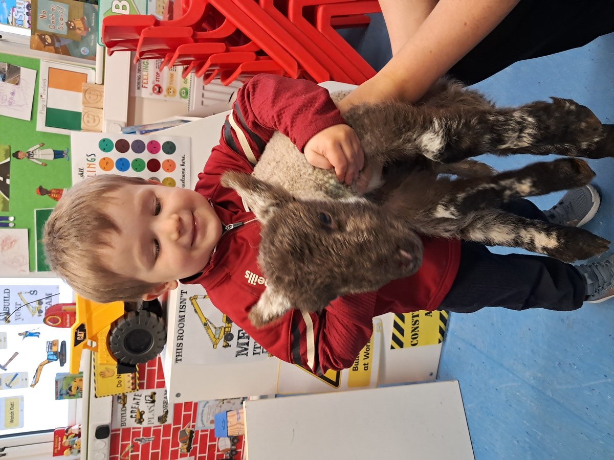 A pupil holding a lamb in the classroom